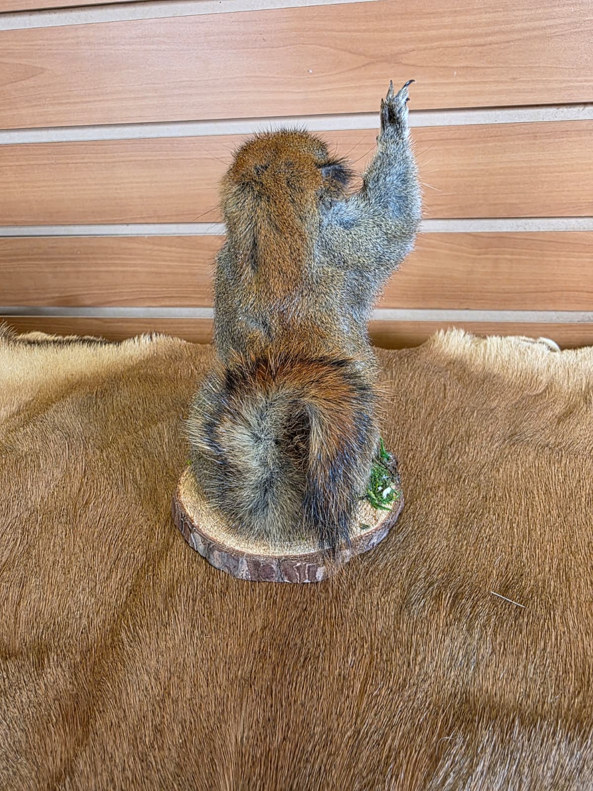 FHCK70 - American Red Squirrel Taxidermy Mount