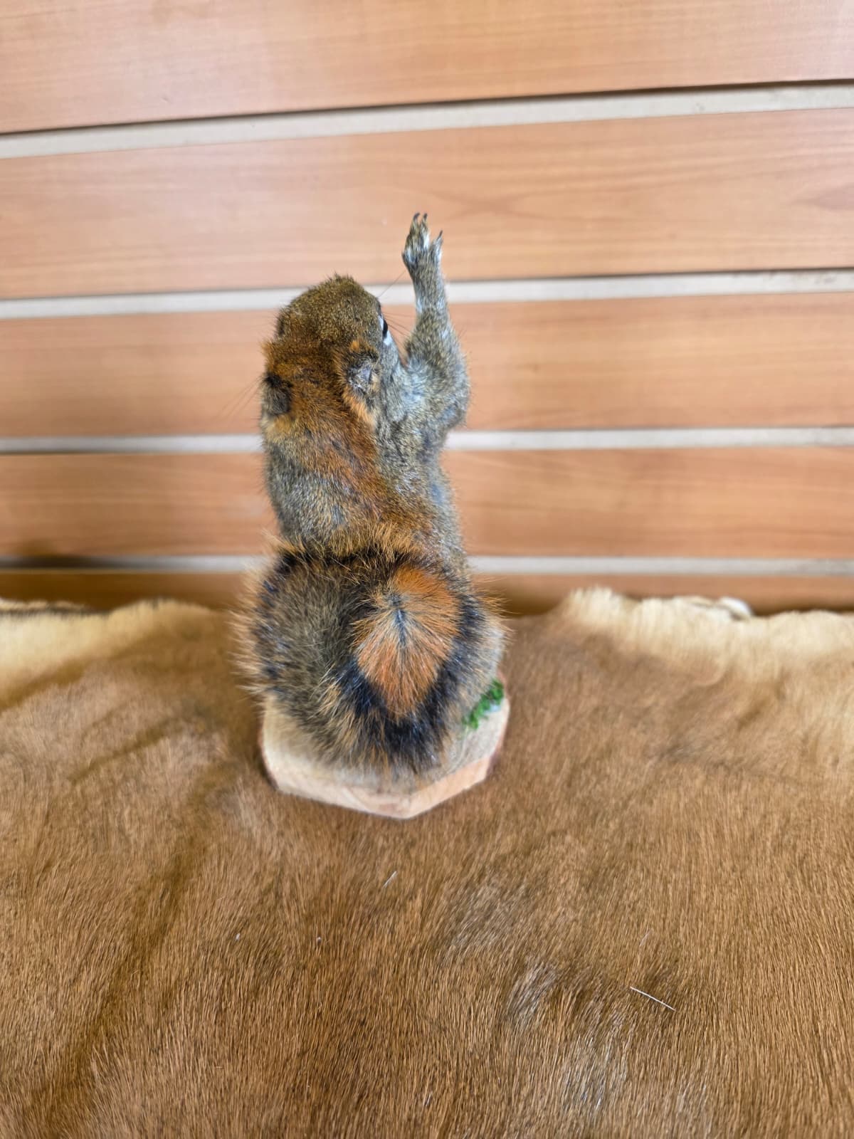 FHCK72 - American Red Squirrel Taxidermy Mount