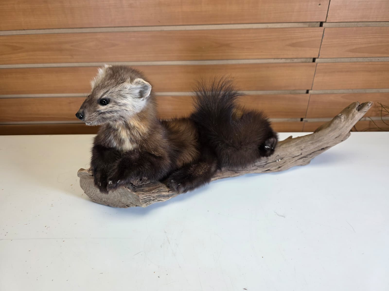 FHCK53 - Pine Marten Taxidermy Mount