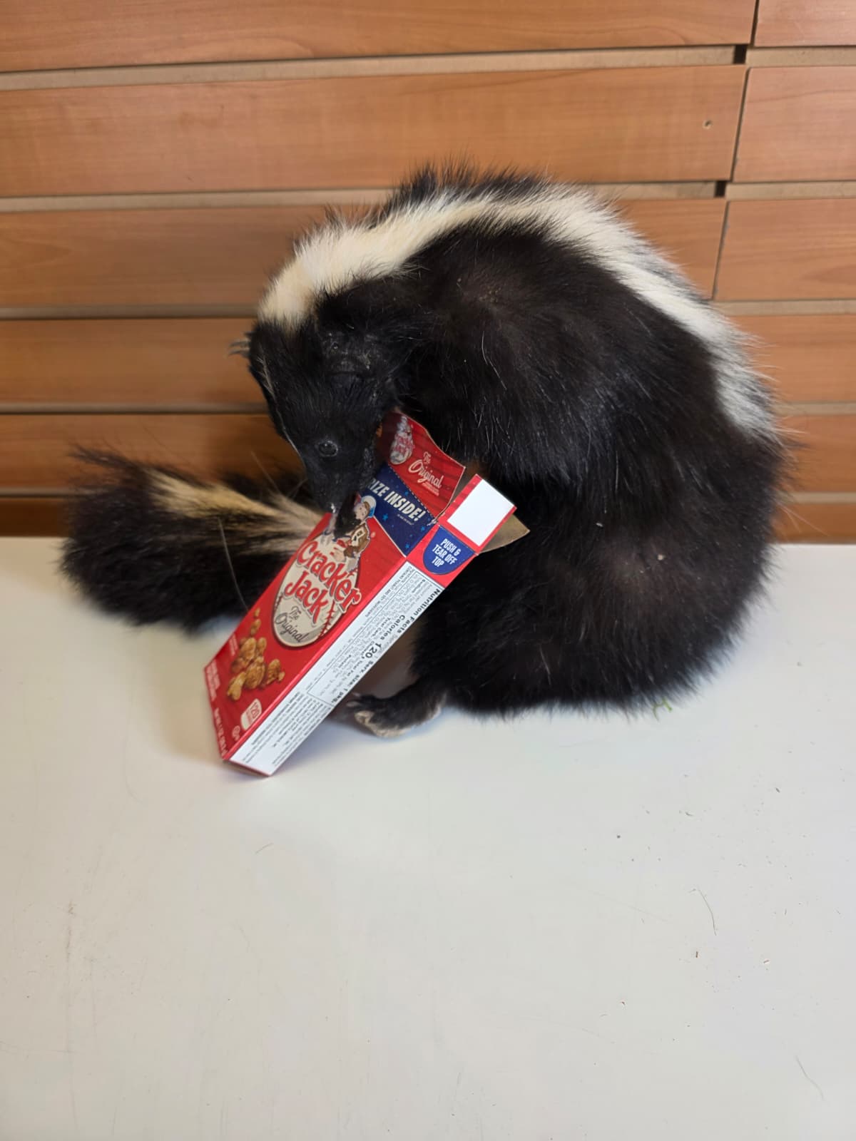 KMSK41 - Full-Body Skunk Taxidermy Mount