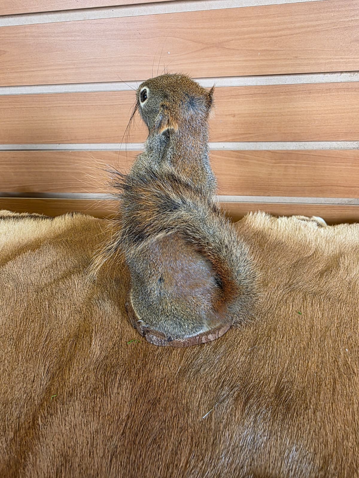 FHCK79 - American Red Squirrel Taxidermy Mount