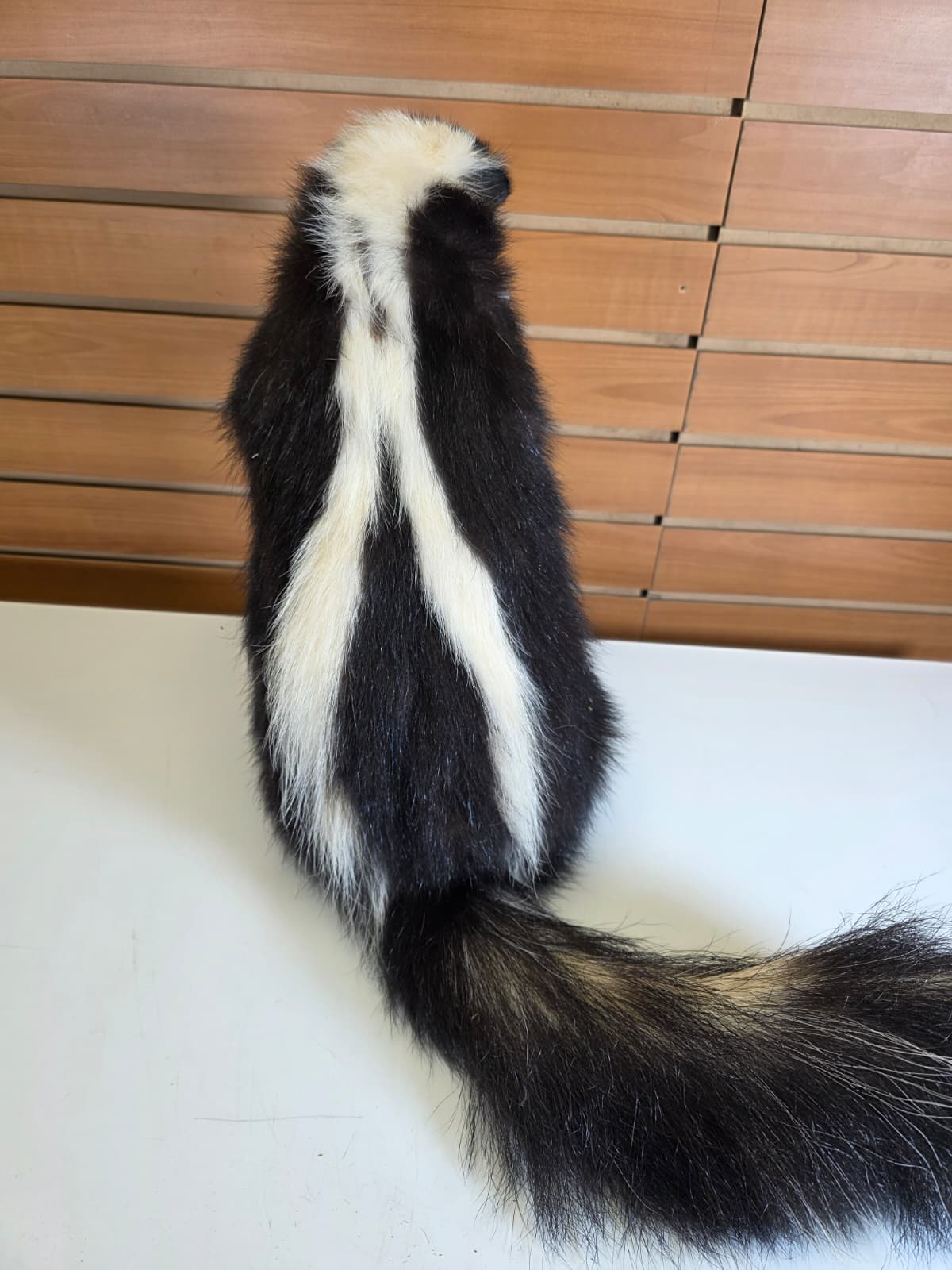 KMSK42 - Full-Body Skunk Taxidermy Mount