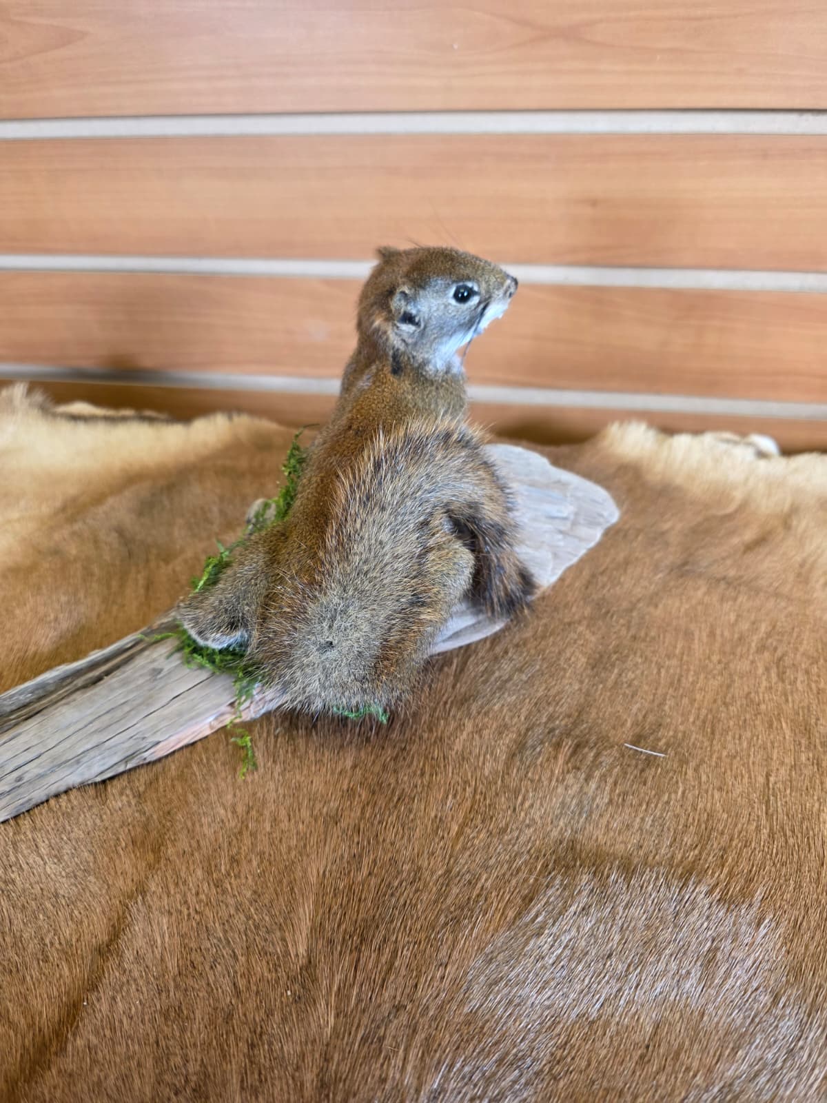 FHCK69 - American Red Squirrel Taxidermy Mount