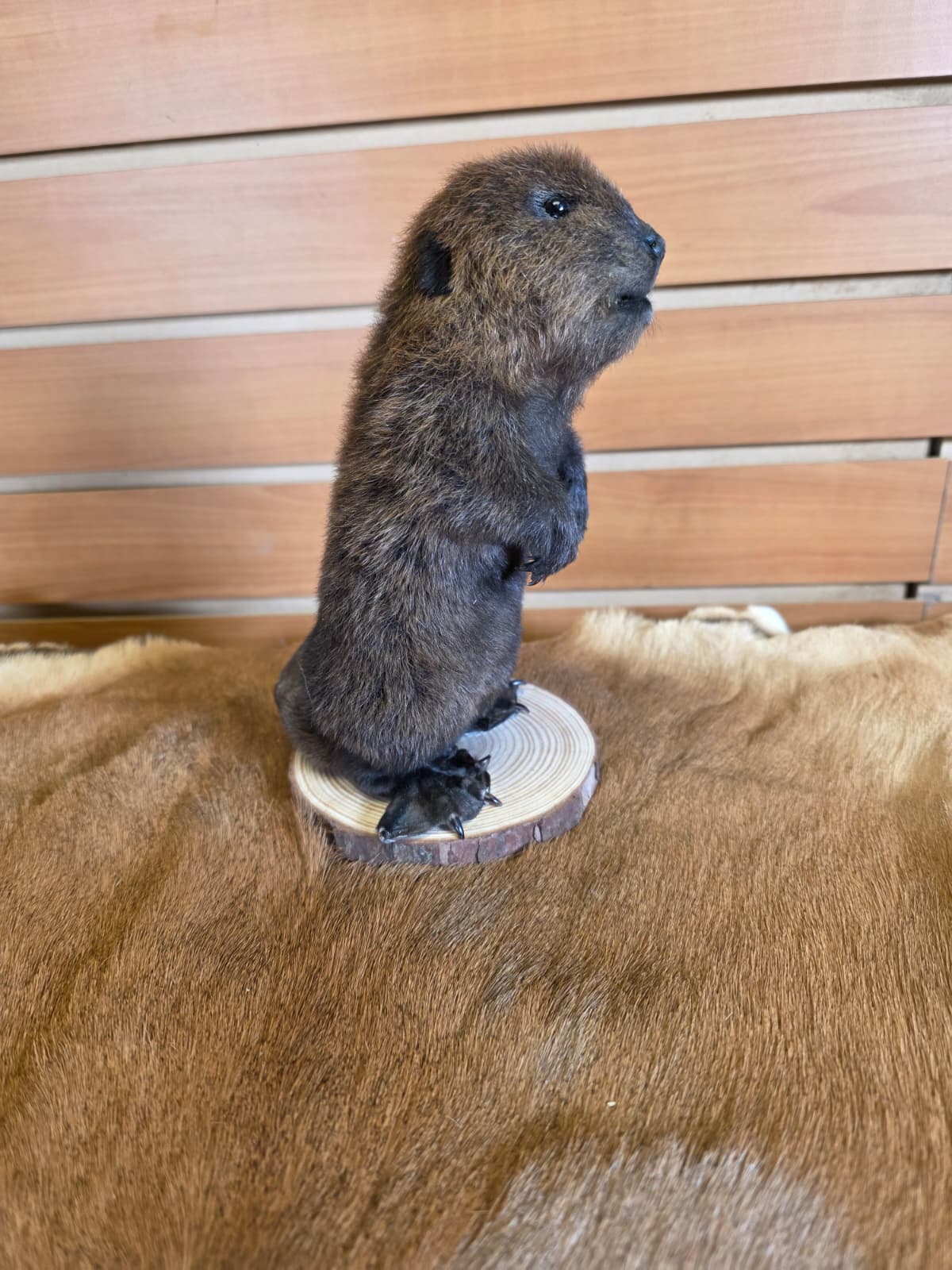 FHCK65 - Baby Beaver Taxidermy Mount