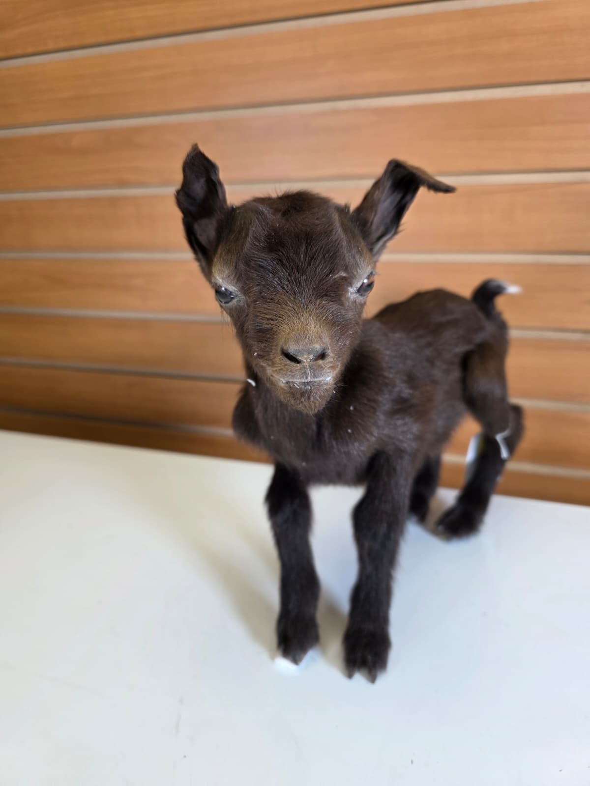 FHGOAT8 - Nigerian Dwarf Goat Taxidermy Mount
