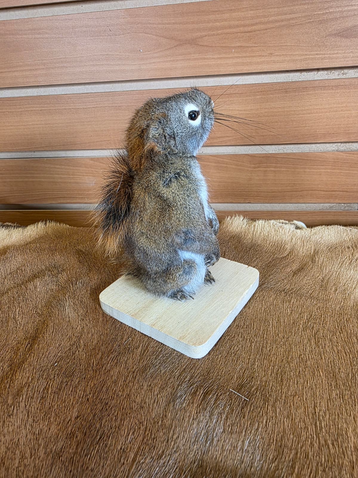 FHCK71 - American Red Squirrel Taxidermy Mount