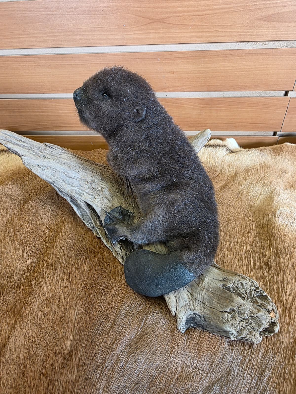 FHCK63 - Baby Beaver Taxidermy Mount