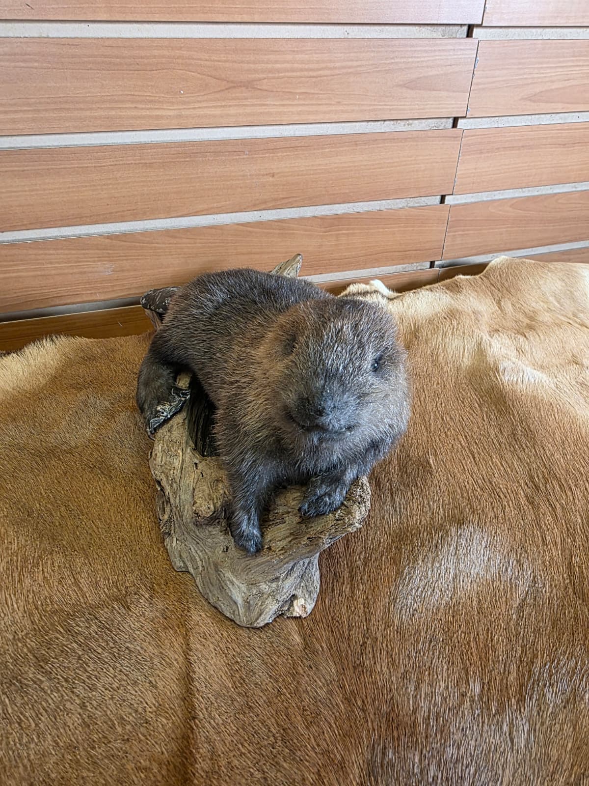 FHCK62 - Baby Beaver Taxidermy Mount
