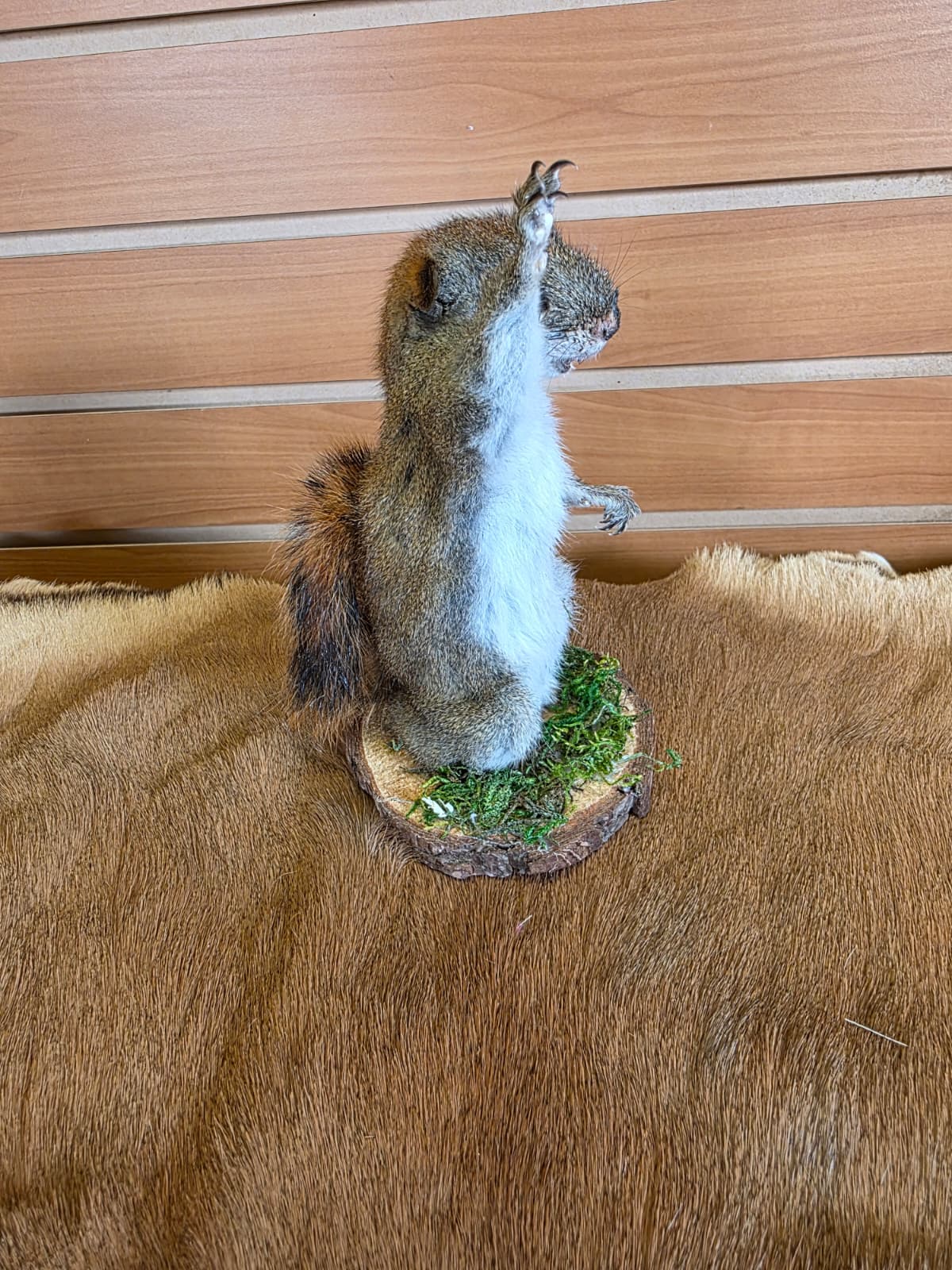 FHCK70 - American Red Squirrel Taxidermy Mount