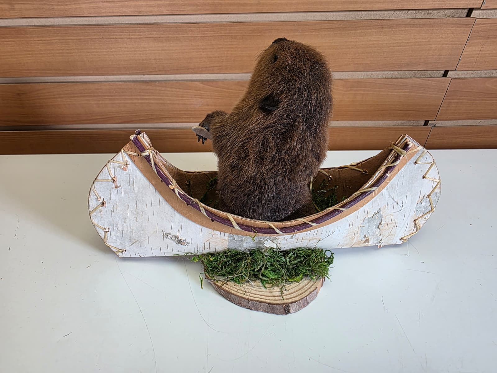 FHCK58 - Muskrat Taxidermy Mount