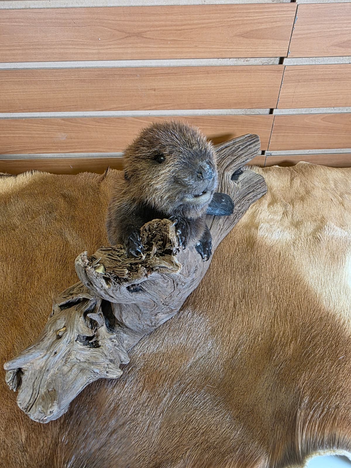 FHCK66 - Baby Beaver Taxidermy Mount