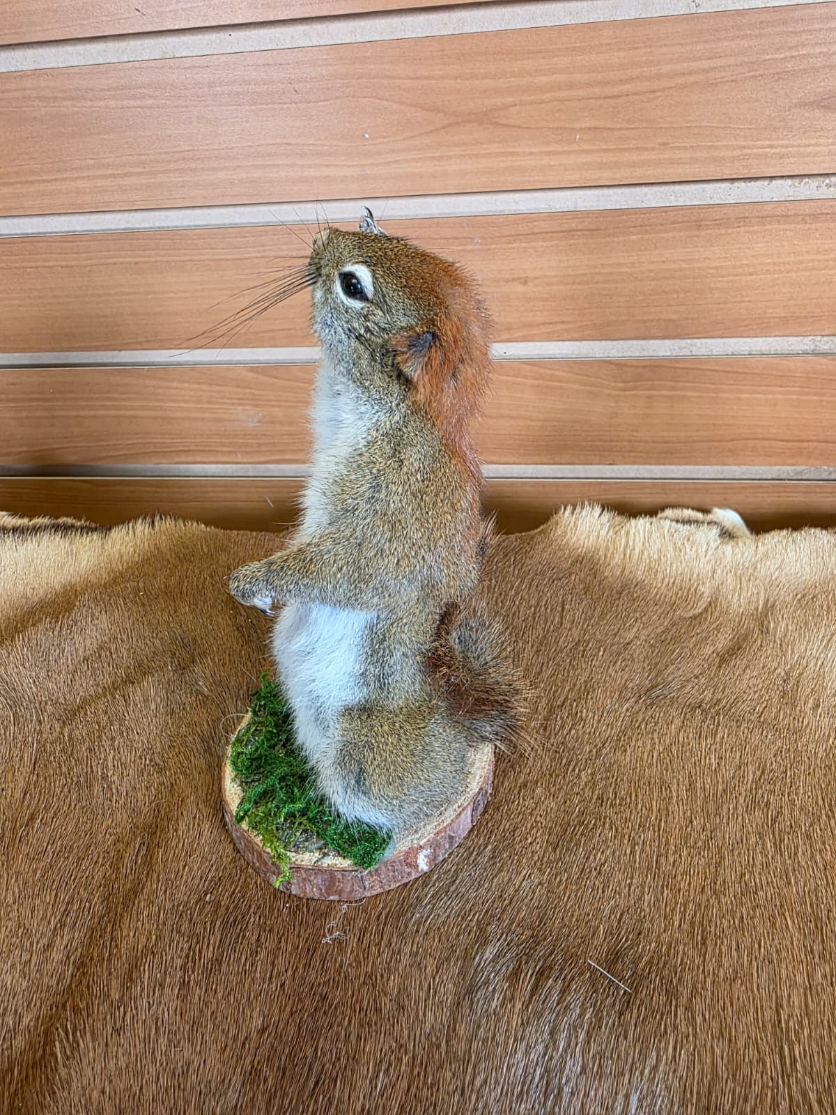 FHCK75 - American Red Squirrel Taxidermy Mount