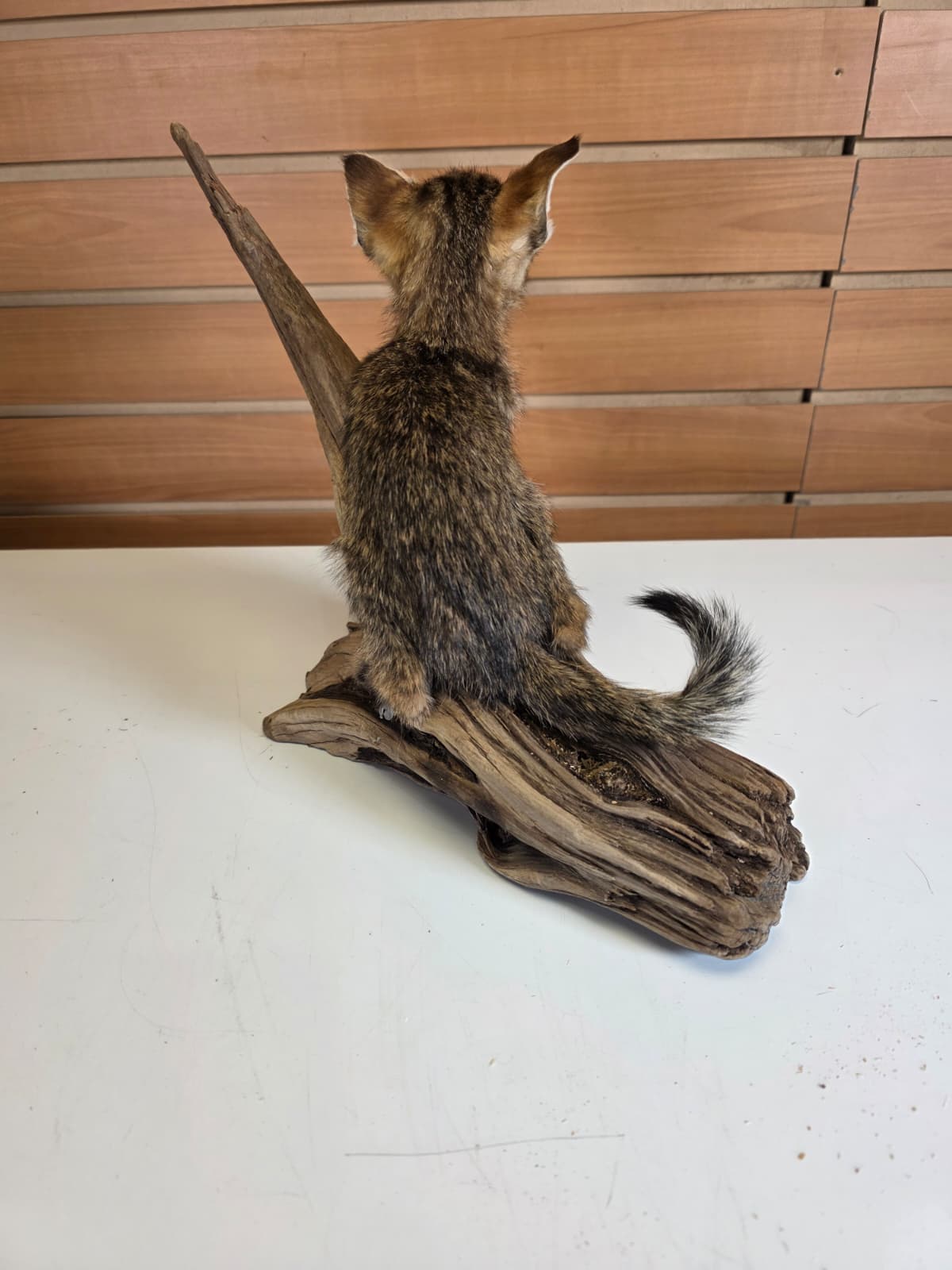 FHCK60 - Savannah Cat Taxidermy Mount
