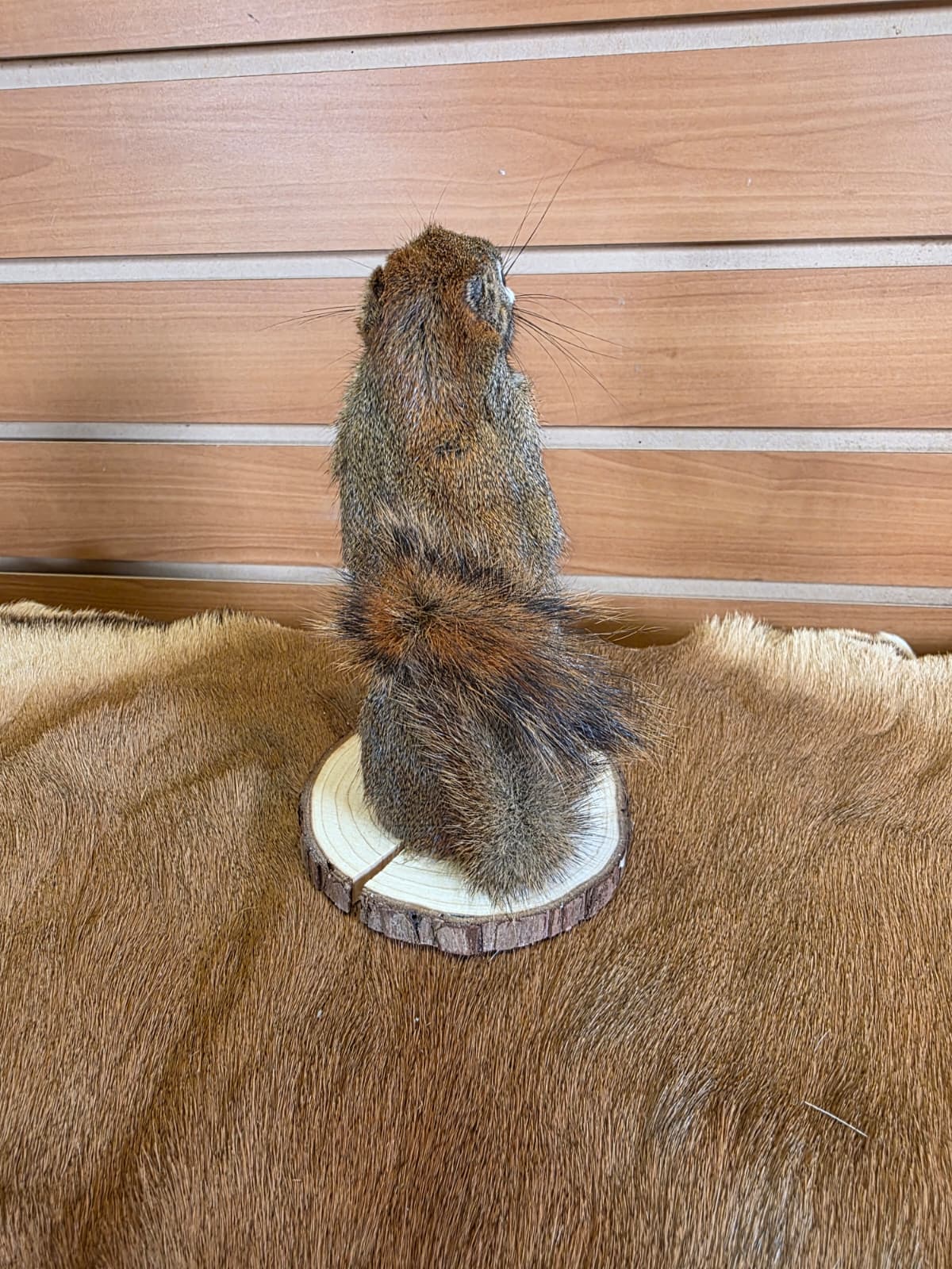 FHCK74 - American Red Squirrel Taxidermy Mount