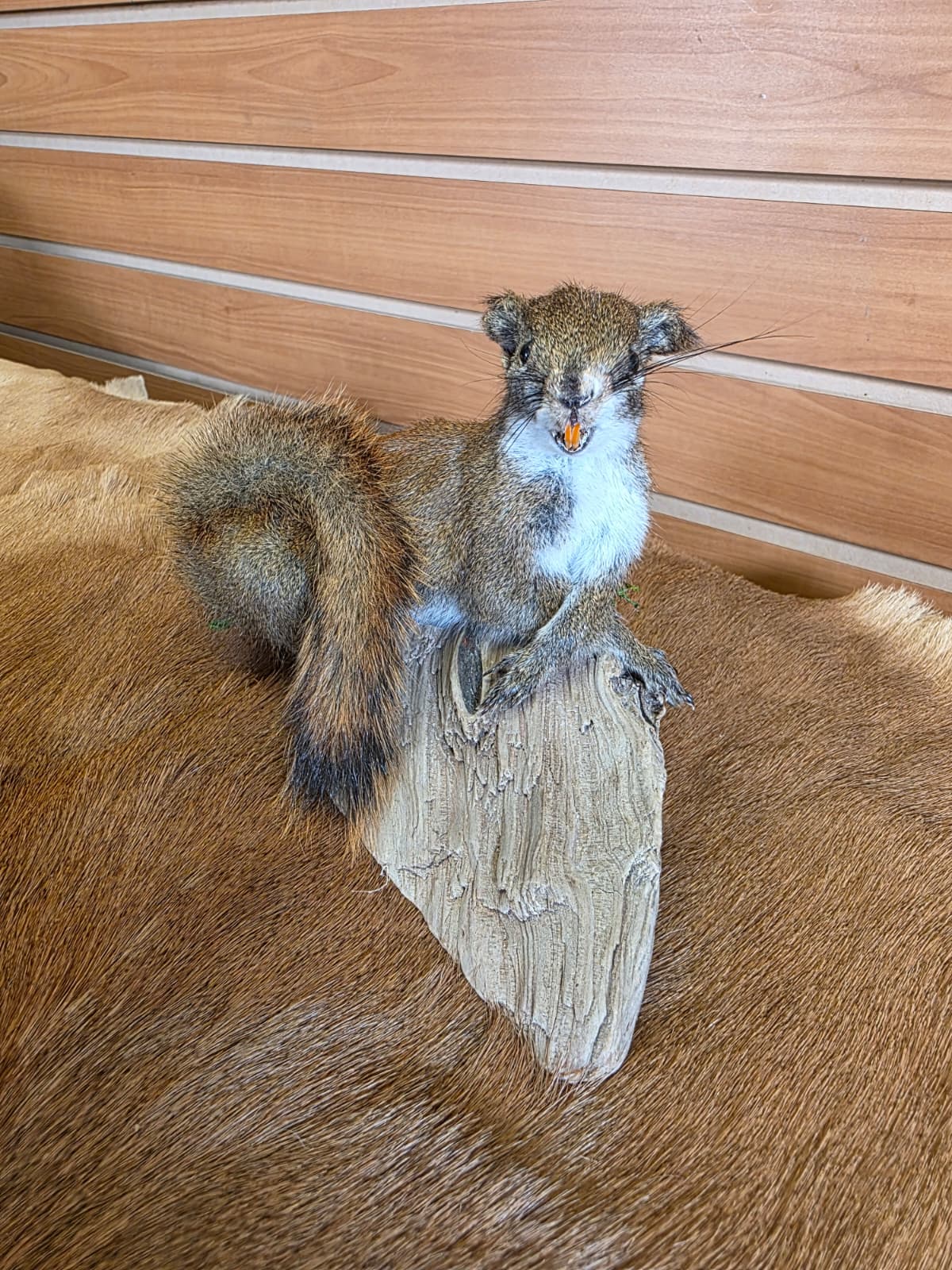 FHCK69 - American Red Squirrel Taxidermy Mount