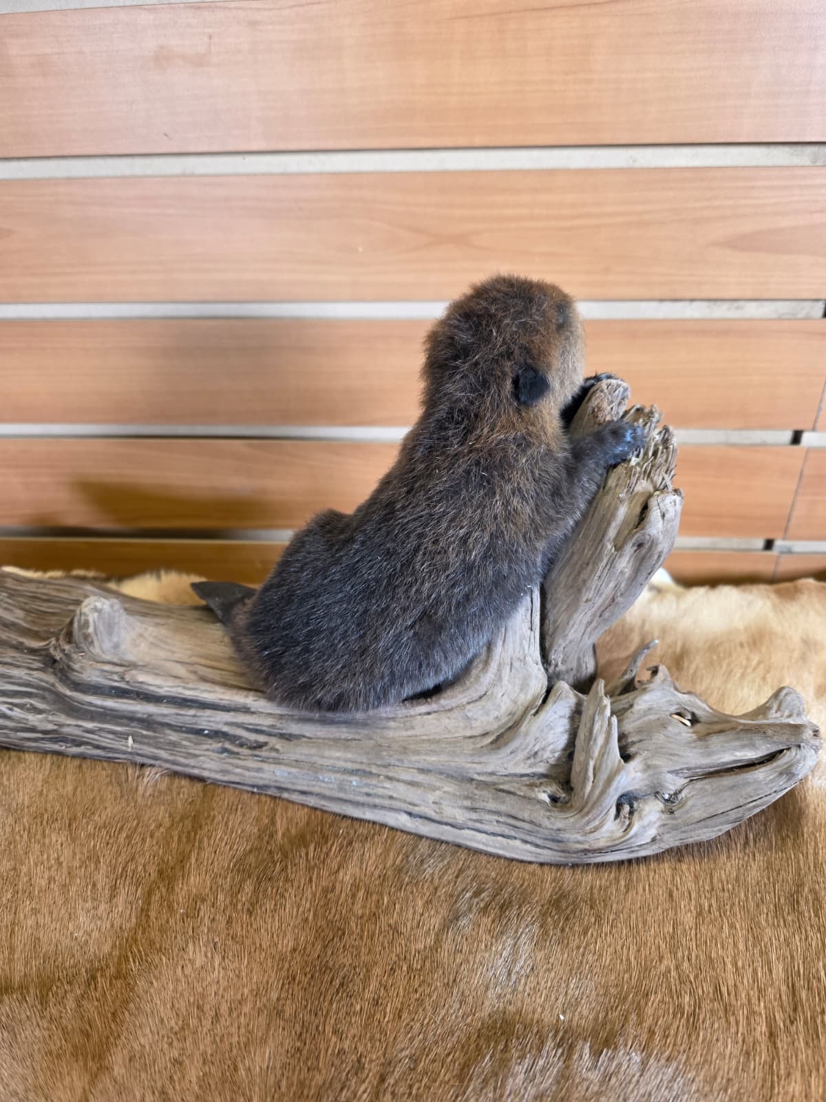 FHCK66 - Baby Beaver Taxidermy Mount