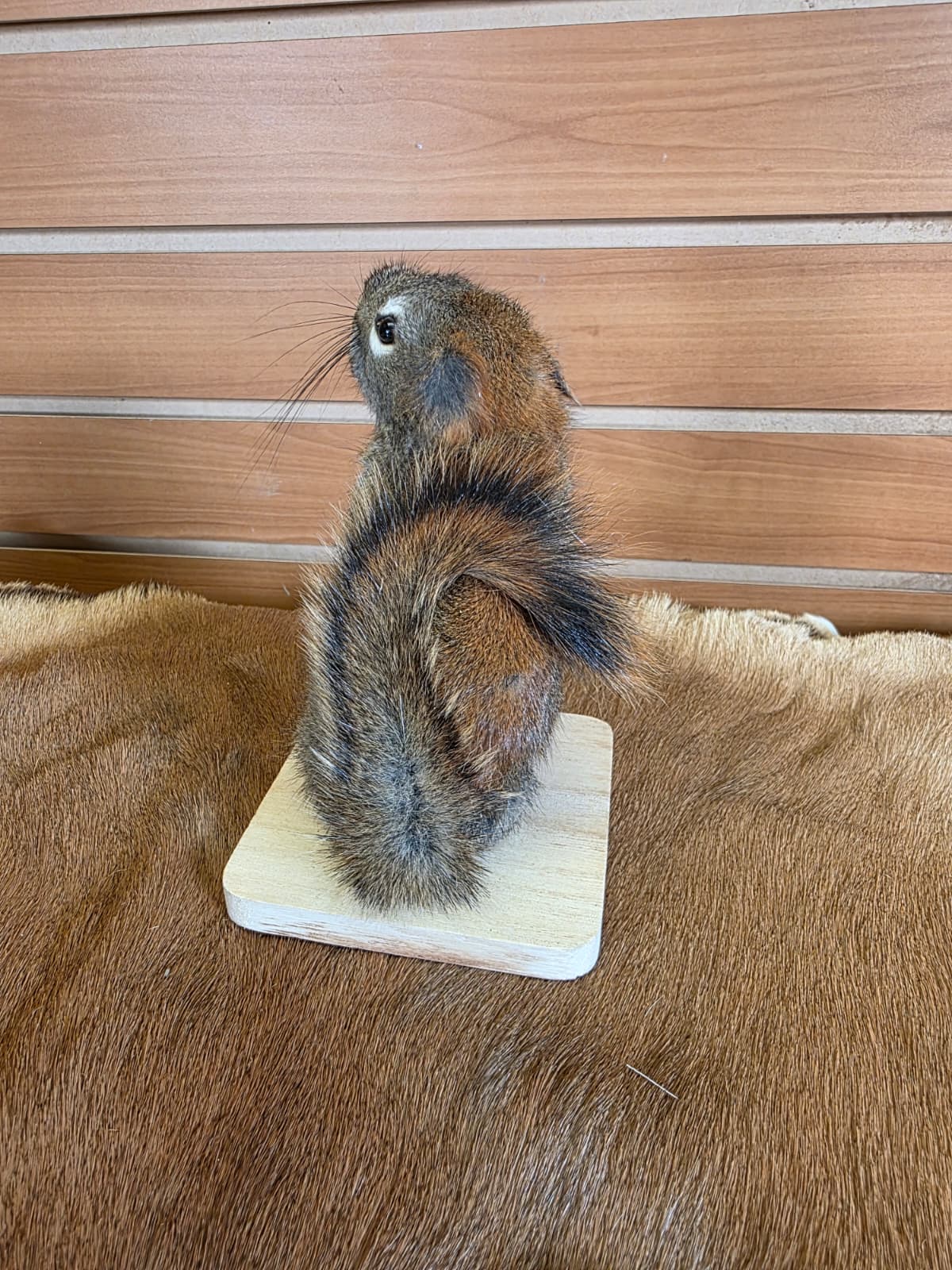 FHCK71 - American Red Squirrel Taxidermy Mount