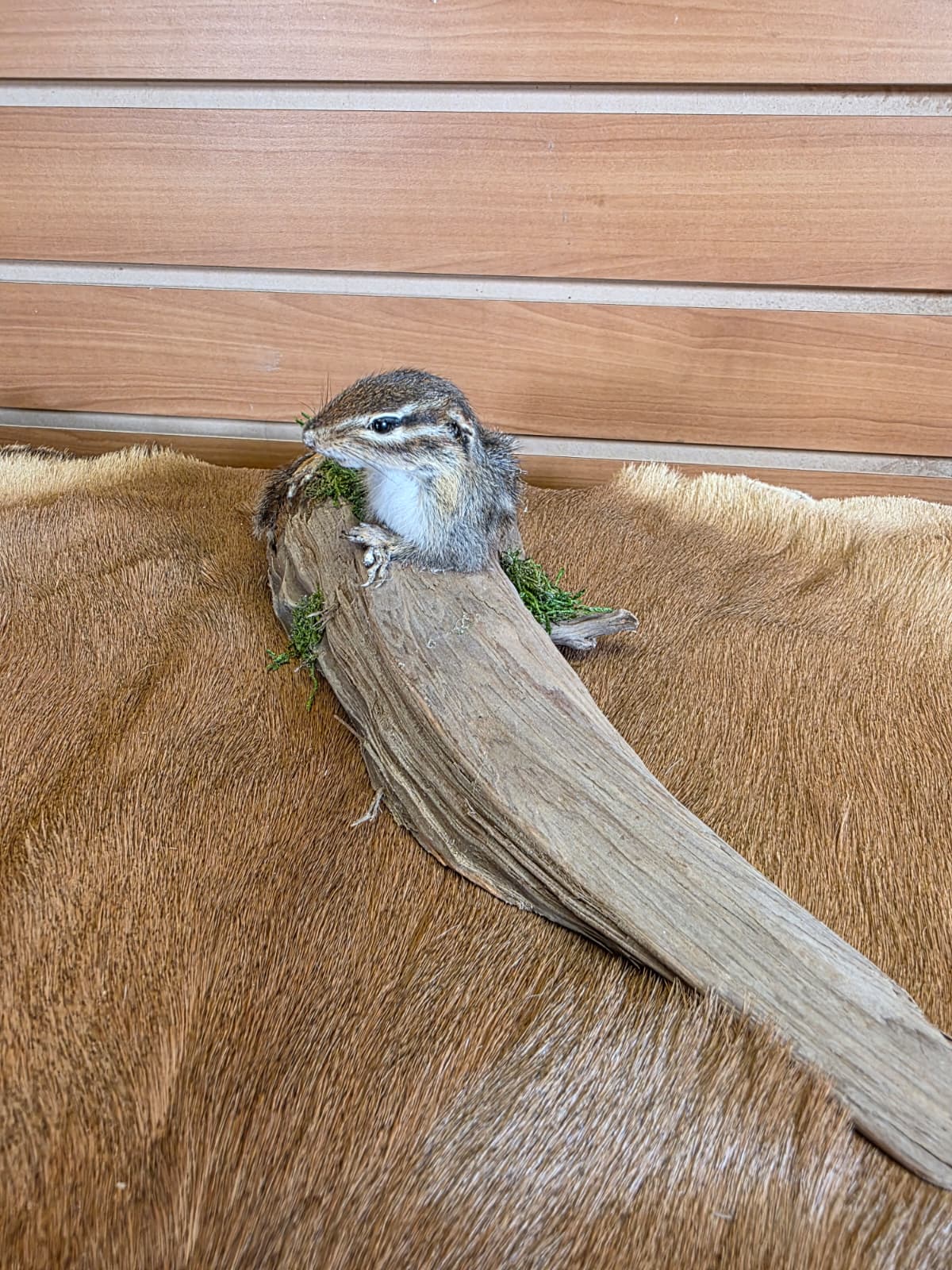 FHCK76 - Chipmunk Taxidermy Mount