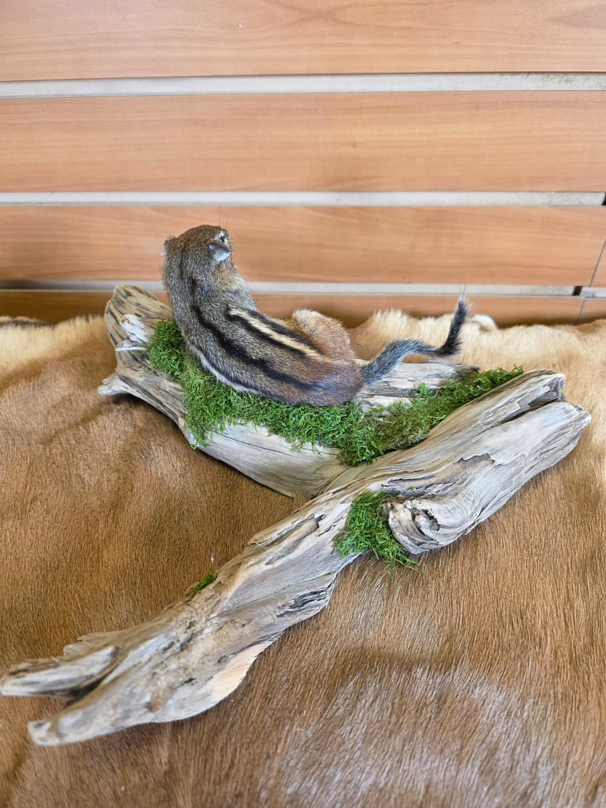 FHCK77 - Chipmunk Taxidermy Mount