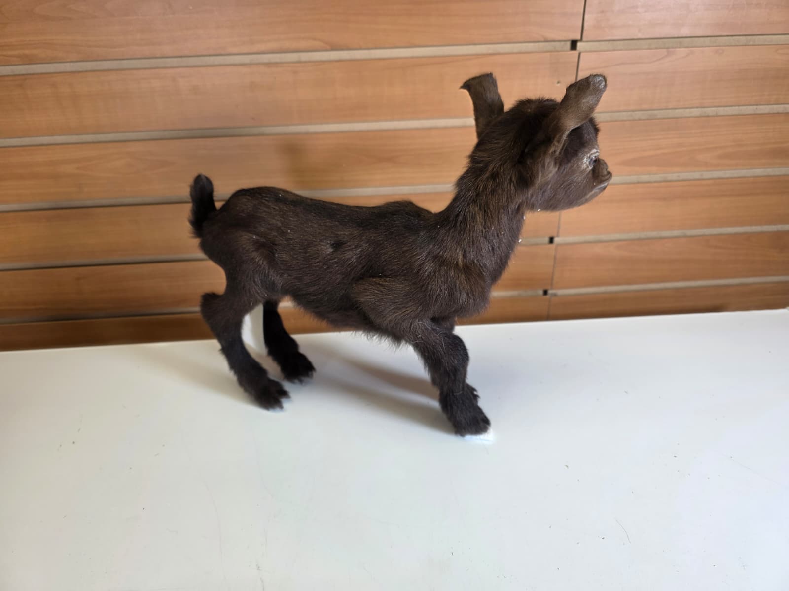 FHGOAT8 - Nigerian Dwarf Goat Taxidermy Mount