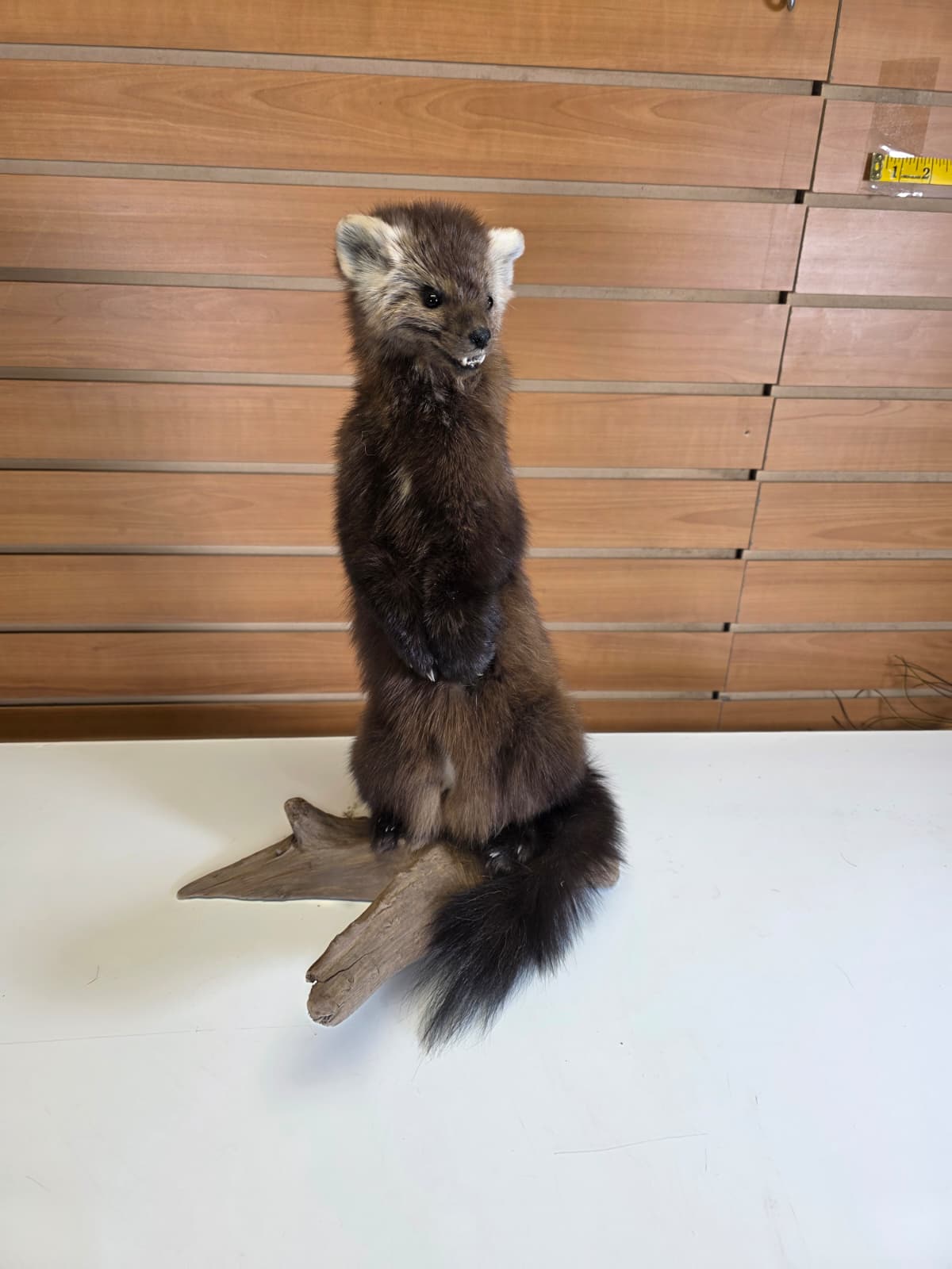 FHCK50 - Marten Taxidermy Mount