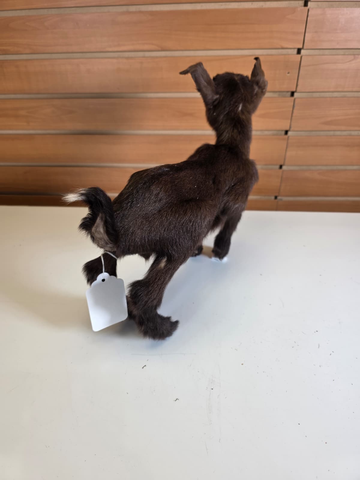 FHGOAT8 - Nigerian Dwarf Goat Taxidermy Mount