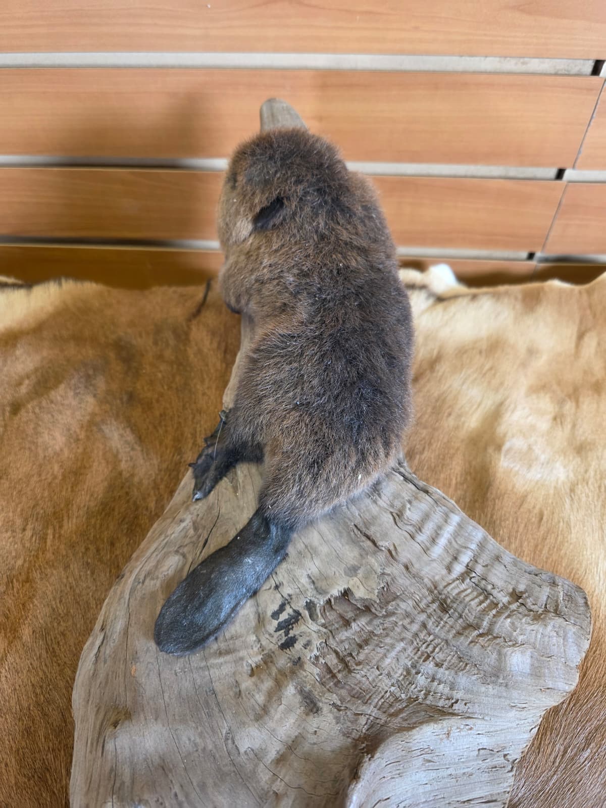 FHCK65 - Baby Beaver Taxidermy Mount
