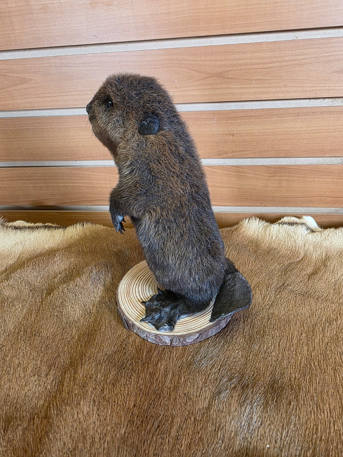 FHCK65 - Baby Beaver Taxidermy Mount