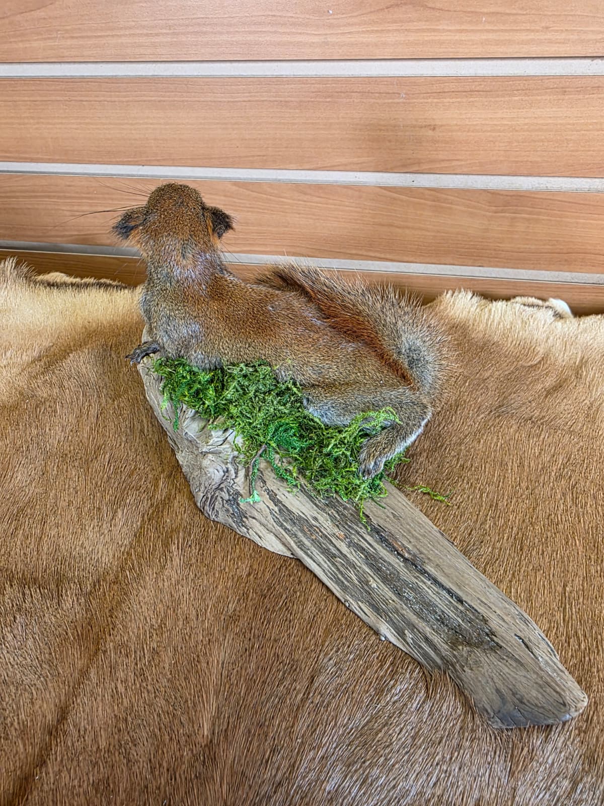 FHCK69 - American Red Squirrel Taxidermy Mount