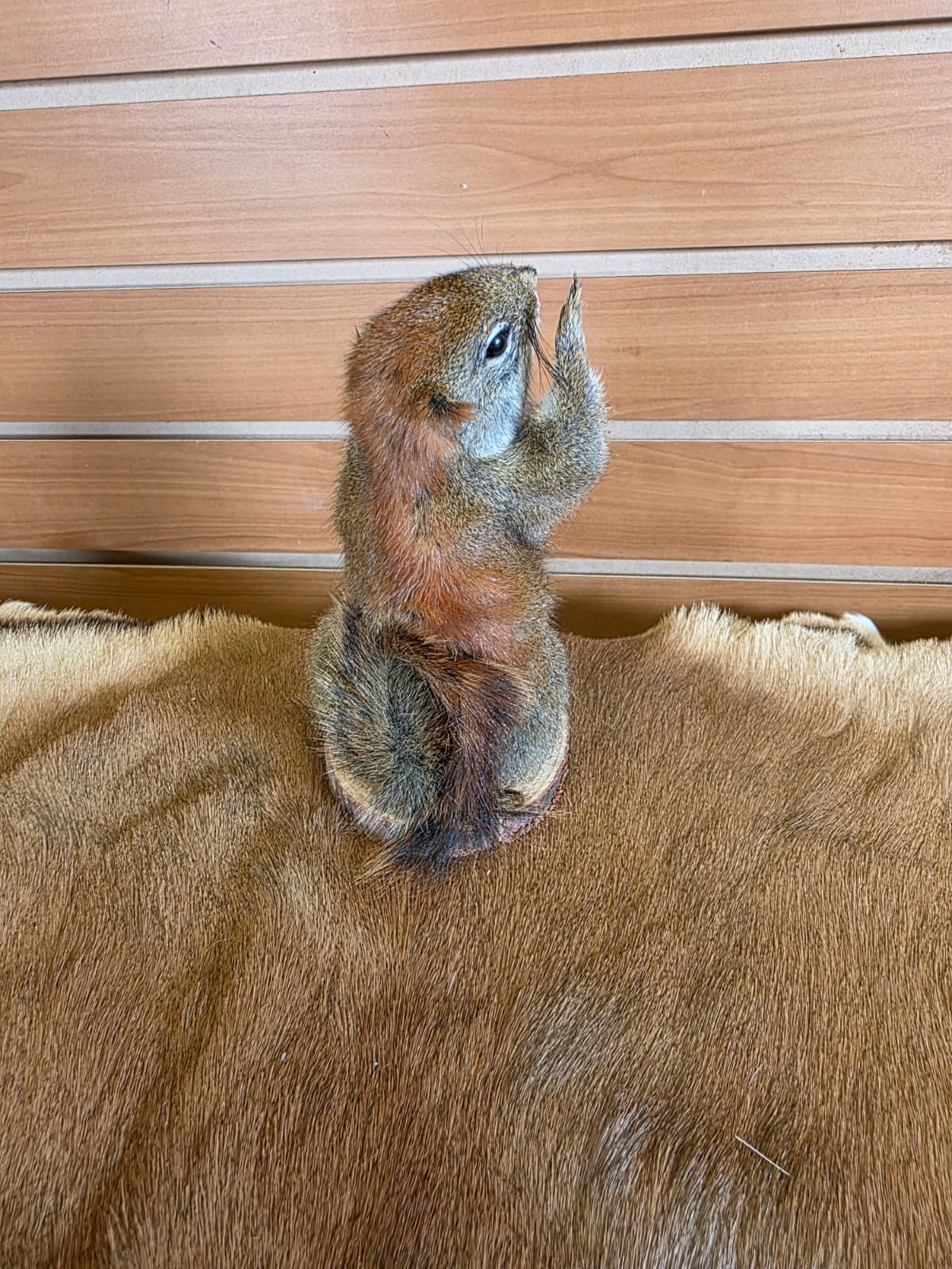 FHCK75 - American Red Squirrel Taxidermy Mount