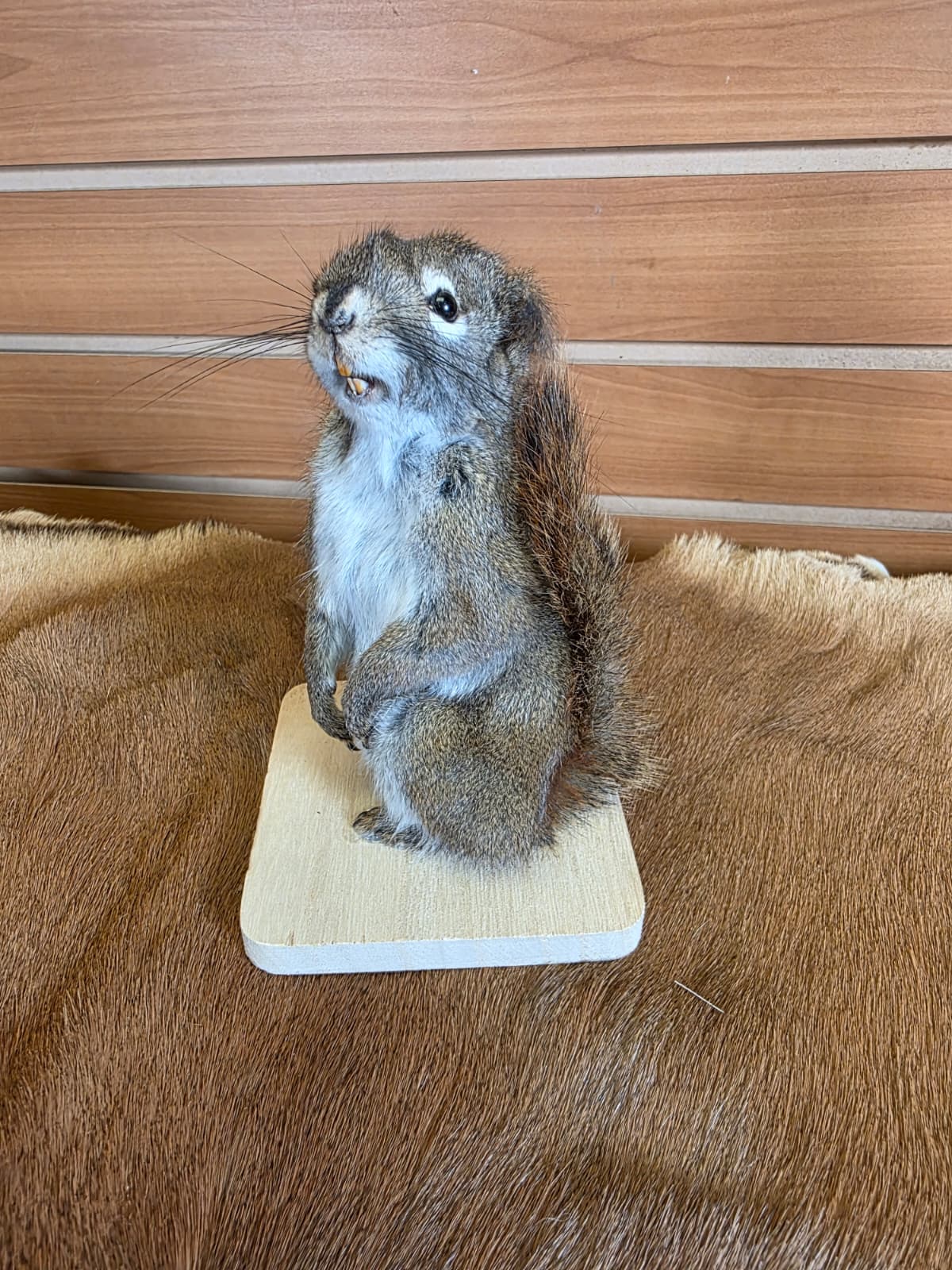 FHCK71 - American Red Squirrel Taxidermy Mount