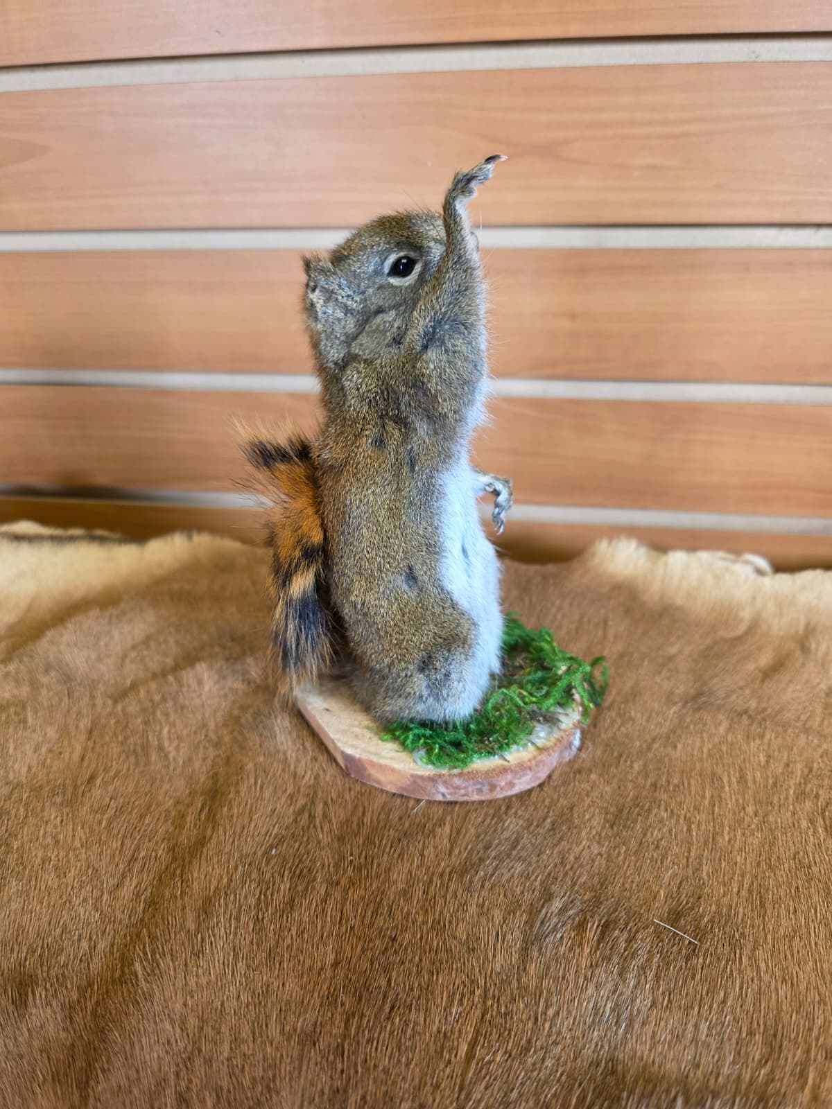 FHCK72 - American Red Squirrel Taxidermy Mount