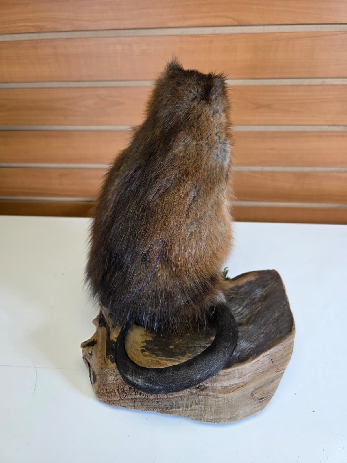 FHCK59 - Muskrat Taxidermy Mount