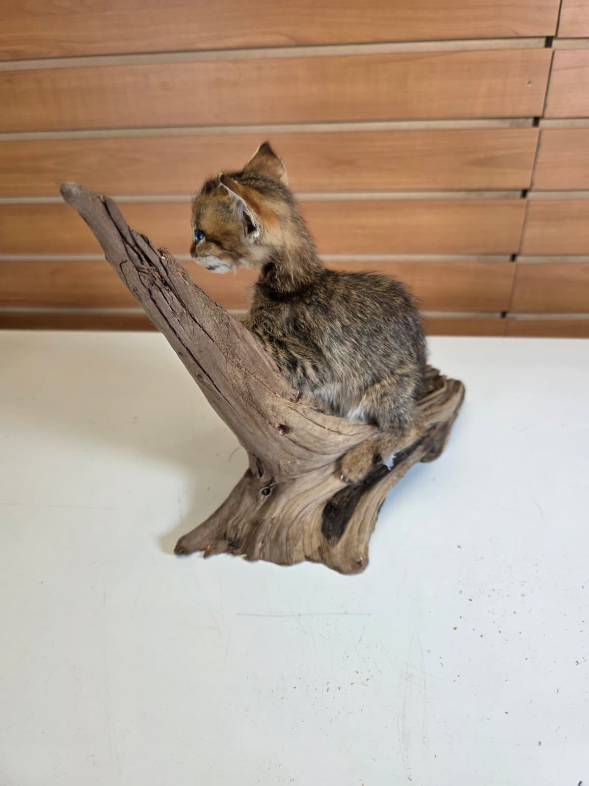FHCK60 - Savannah Cat Taxidermy Mount