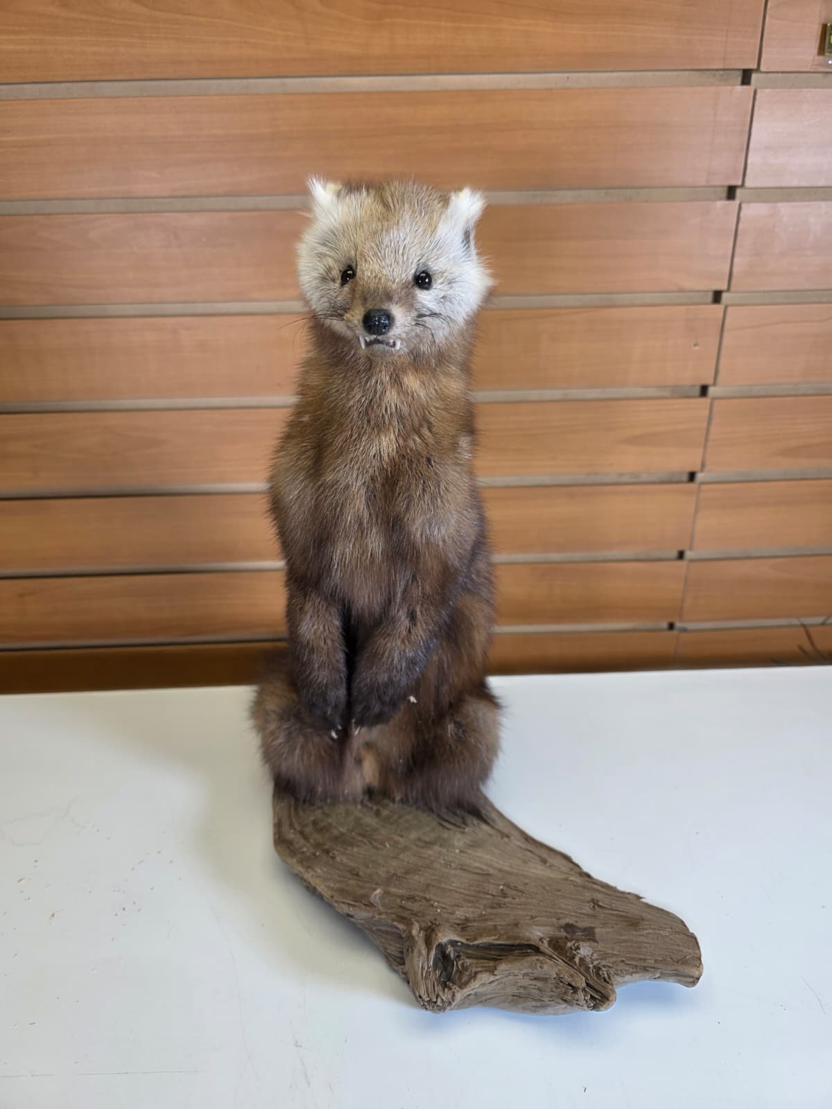 FHCK54 - Pine Marten Taxidermy Mount