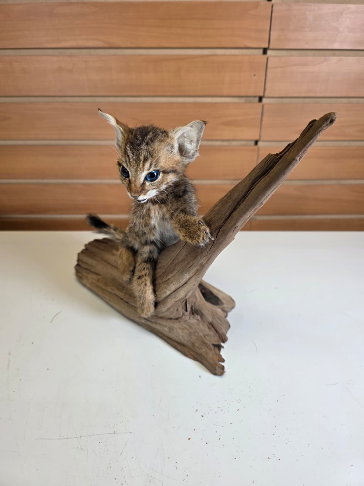 FHCK60 - Savannah Cat Taxidermy Mount