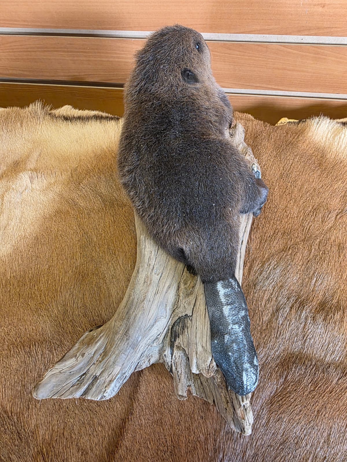 FHCK62 - Baby Beaver Taxidermy Mount