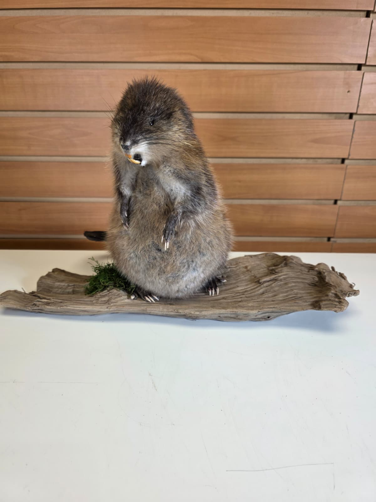 FHCK51 - Muskrat Taxidermy Mount