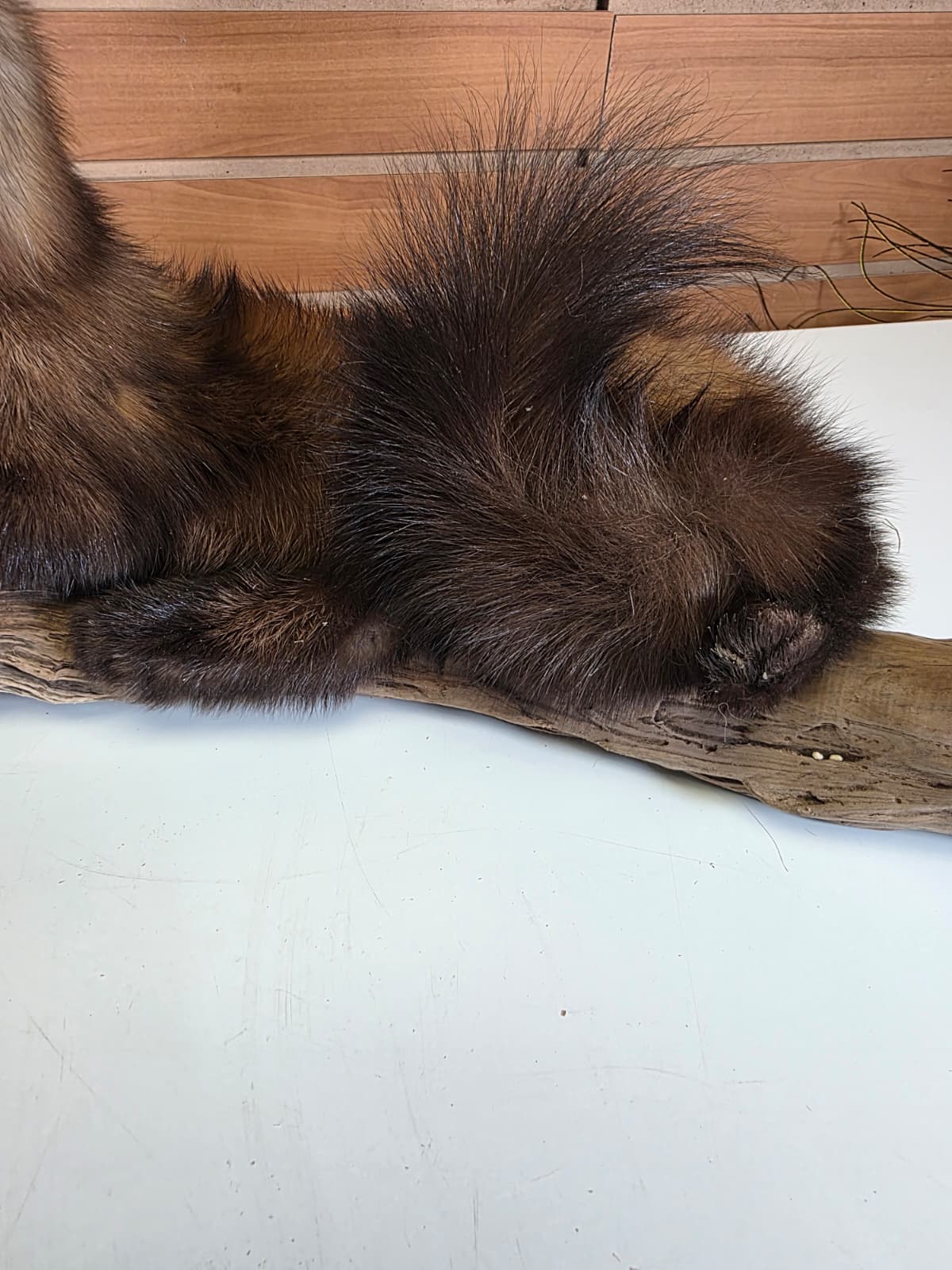 FHCK53 - Pine Marten Taxidermy Mount