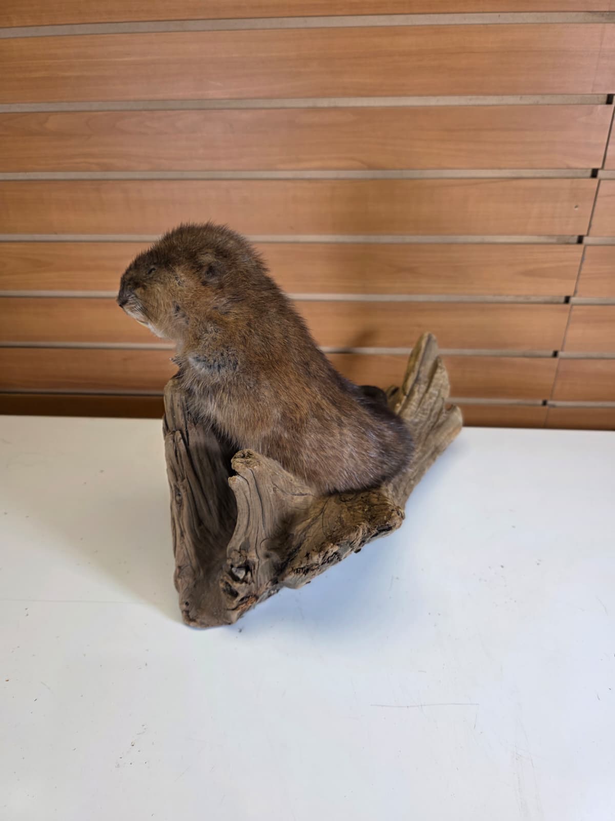 FHCK56 - Muskrat Taxidermy Mount