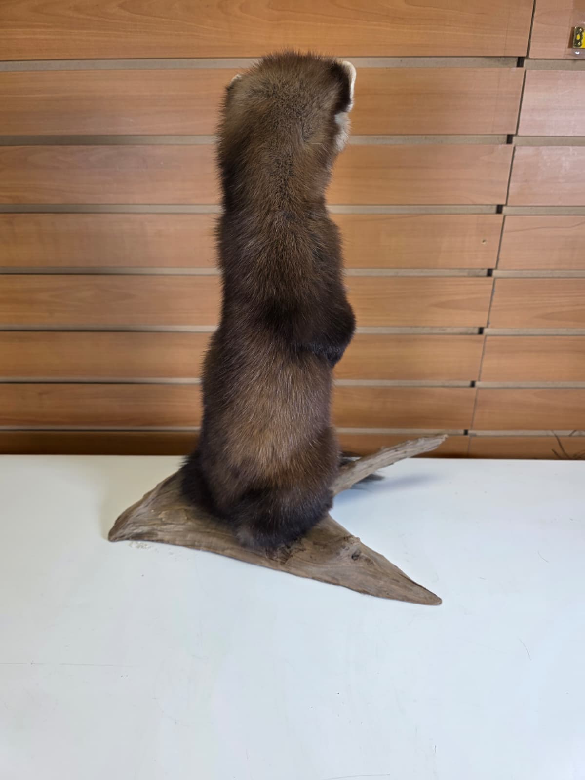 FHCK50 - Marten Taxidermy Mount