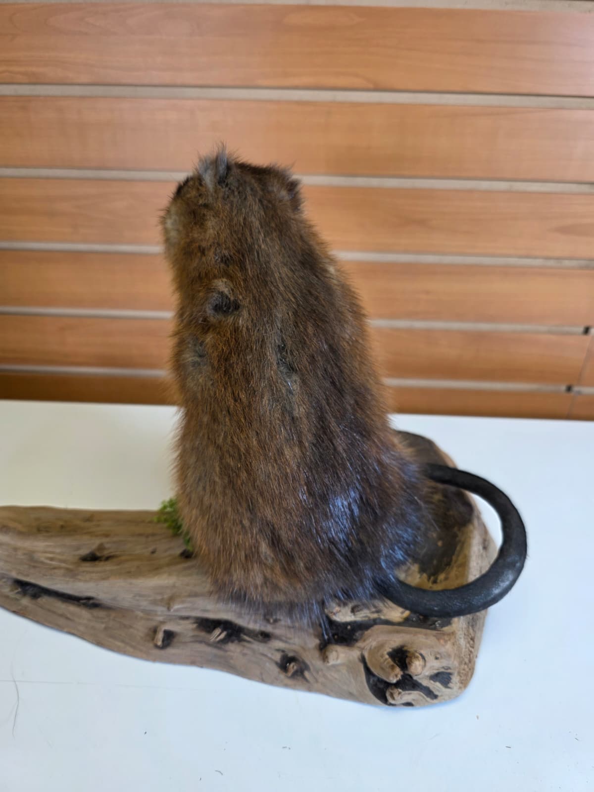 FHCK59 - Muskrat Taxidermy Mount