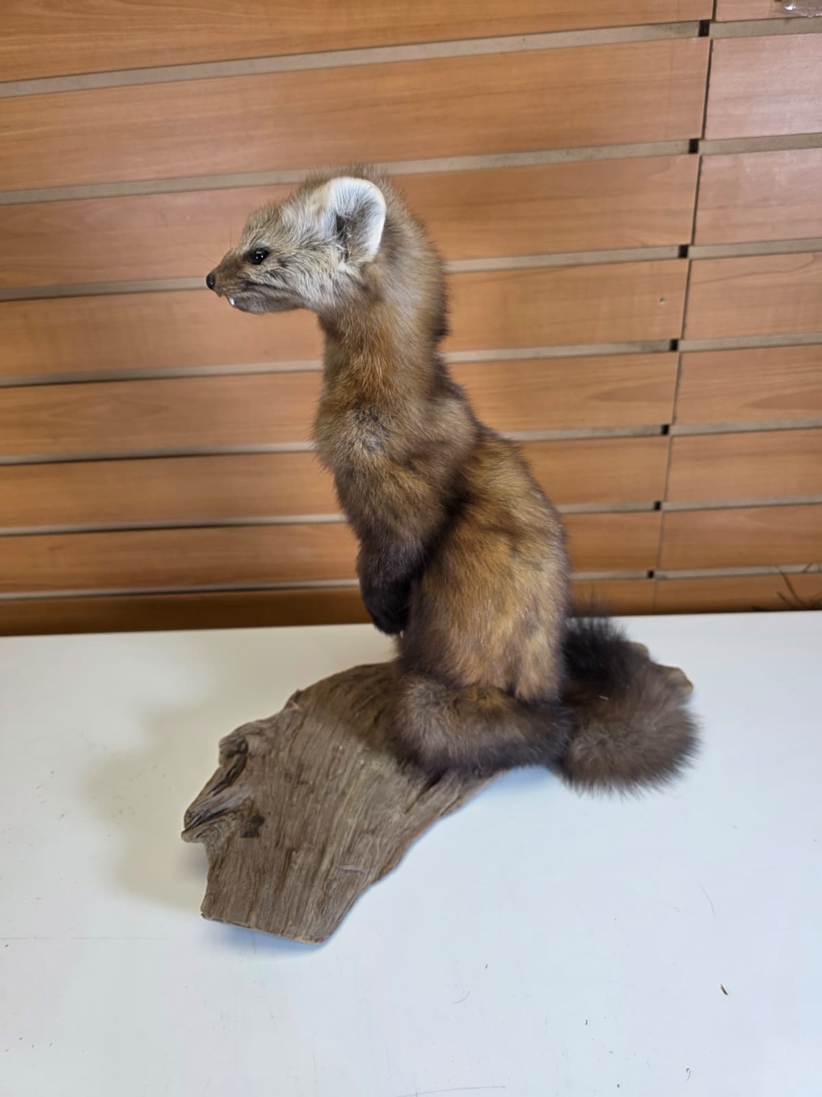 FHCK54 - Pine Marten Taxidermy Mount