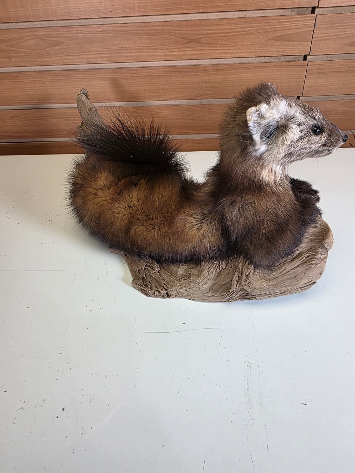 FHCK53 - Pine Marten Taxidermy Mount