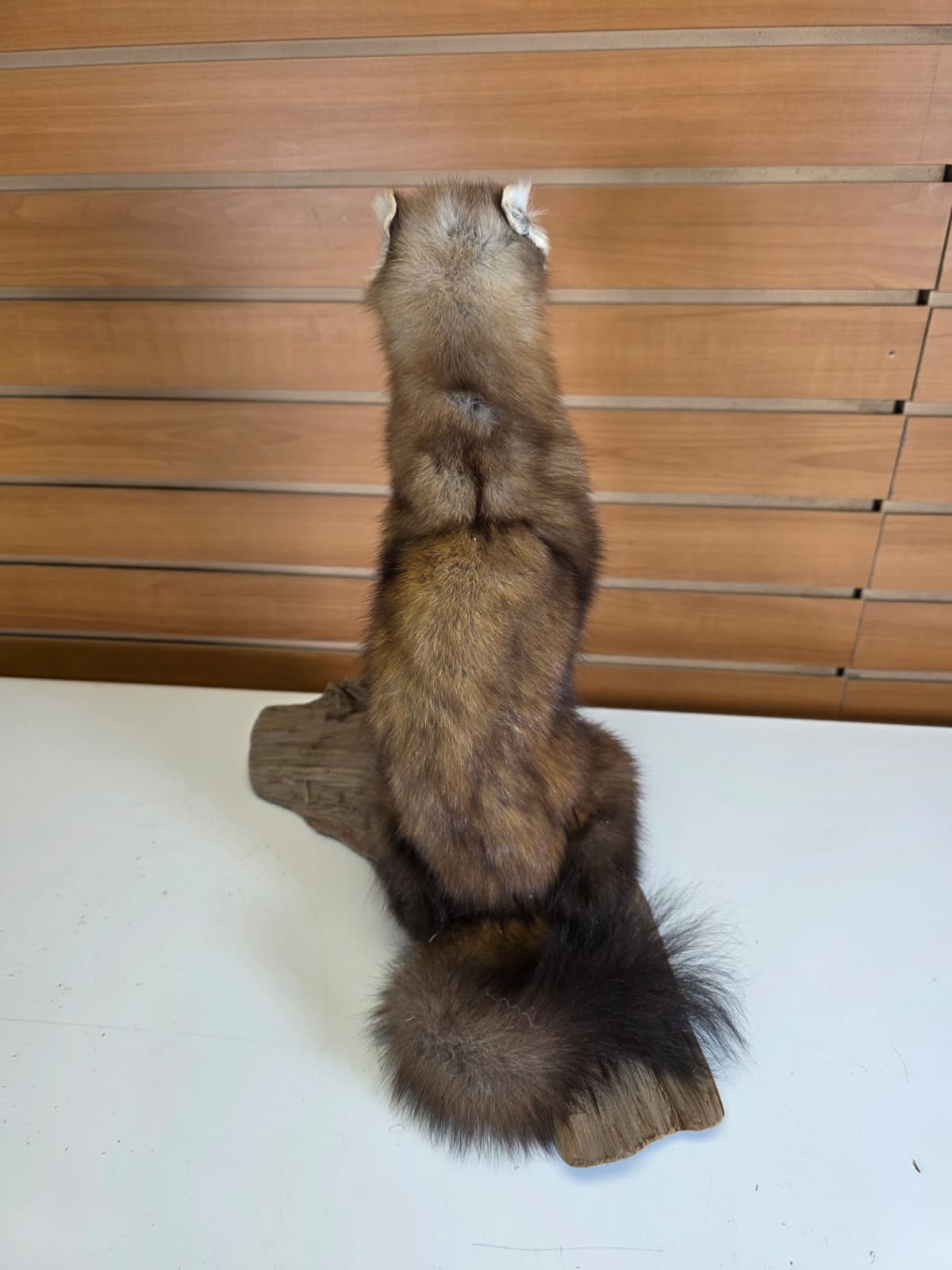 FHCK54 - Pine Marten Taxidermy Mount