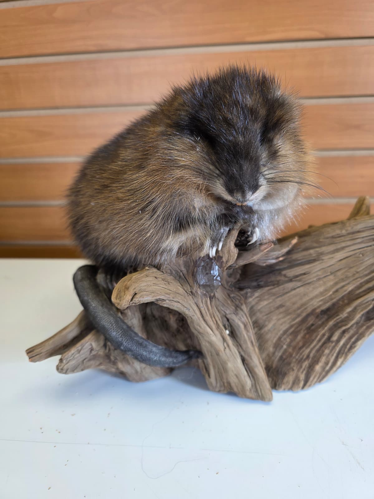 FHCK52 - Muskrat Taxidermy Mount