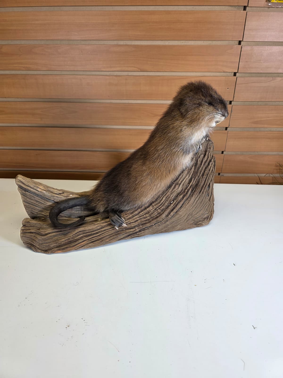 FHCK56 - Muskrat Taxidermy Mount