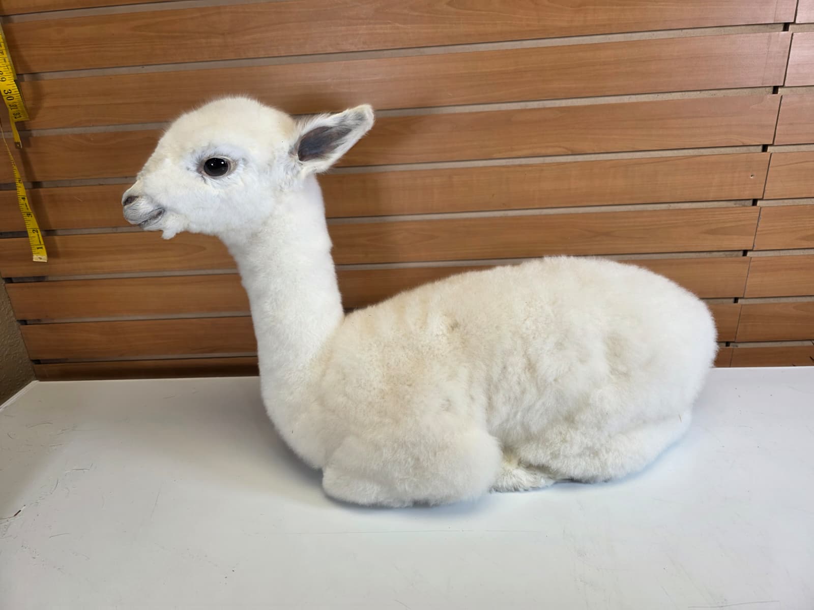 FHB19 - Huacaya Alpaca Taxidermy Mount