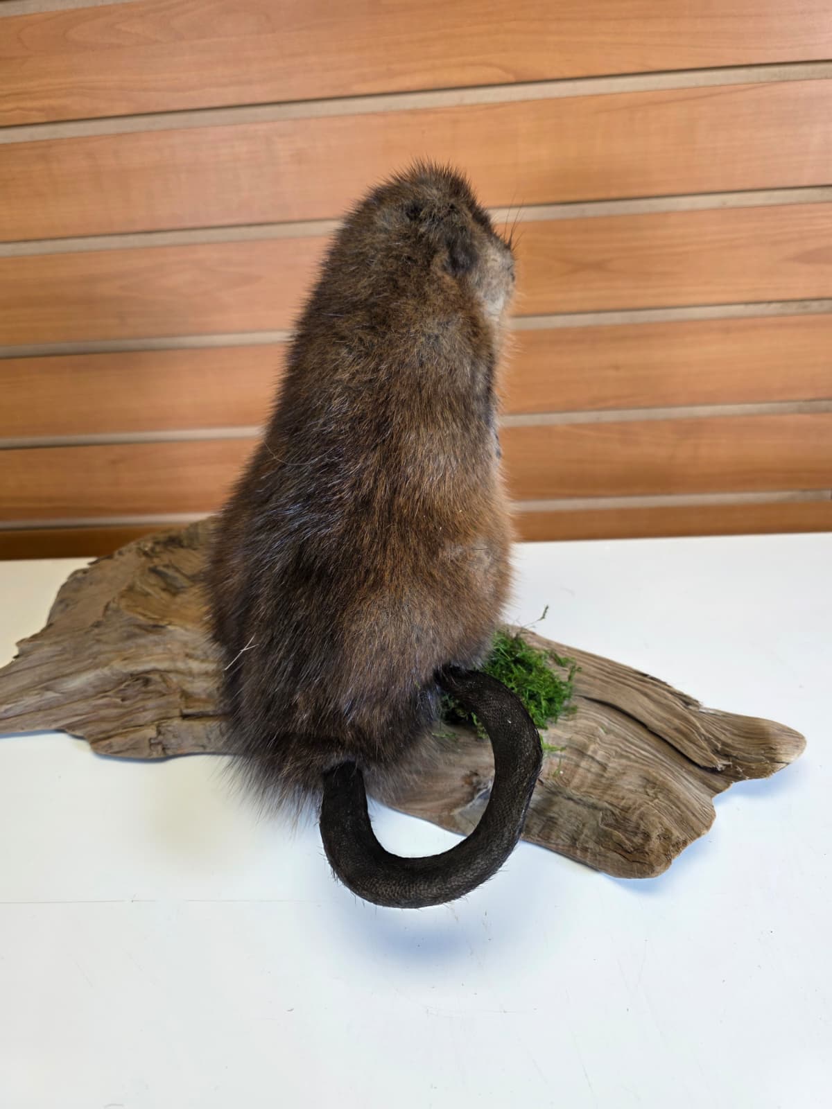 FHCK51 - Muskrat Taxidermy Mount