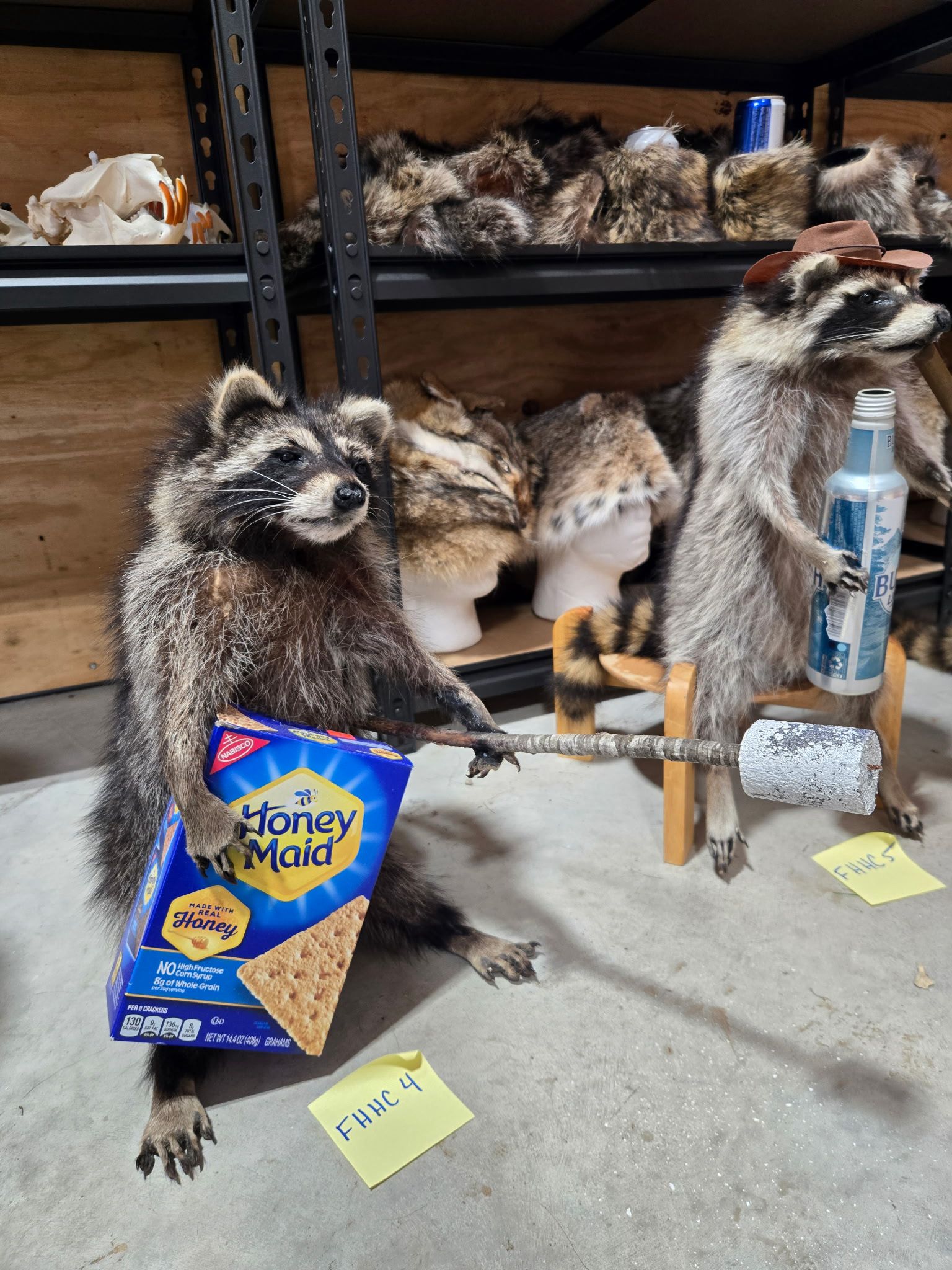 FHHC4 - raccoon taxidermy mount